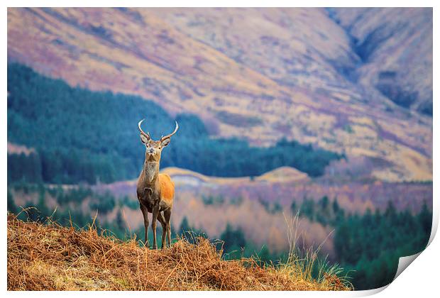  Glen Etive Stag. Print by Tommy Dickson