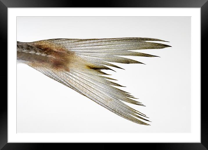 fish tail Framed Mounted Print by Josep M Peñalver