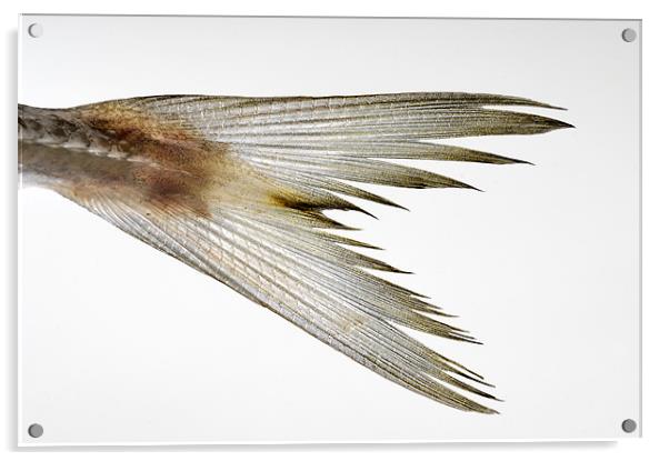 fish tail Acrylic by Josep M Peñalver