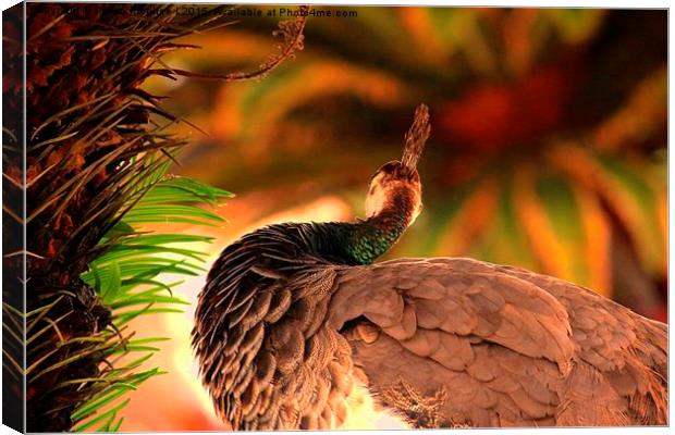  Pea Hen Canvas Print by shawn mcphee I