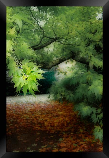 Golden Leaf Framed Print by Ann Garrett