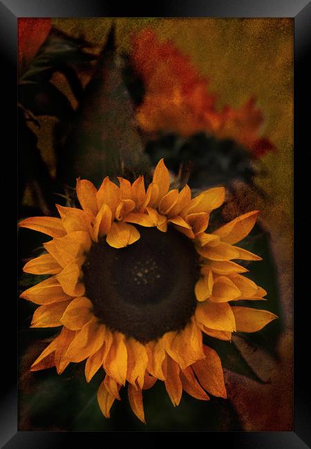 Sunflower Framed Print by Ann Garrett