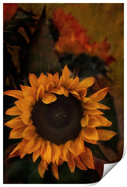 Sunflower Print by Ann Garrett