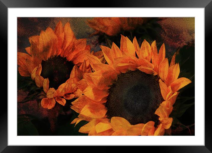 Sunflowers Framed Mounted Print by Ann Garrett