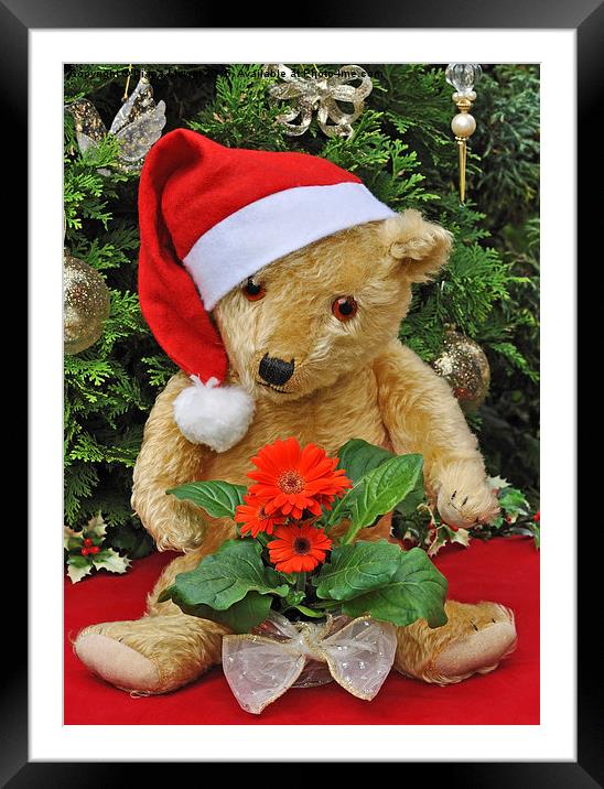 Christmas Bear  Framed Mounted Print by Diana Mower