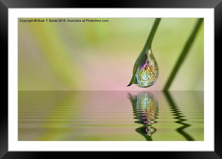  Dew Drop on Grass Stem Framed Mounted Print by Mark  F Banks