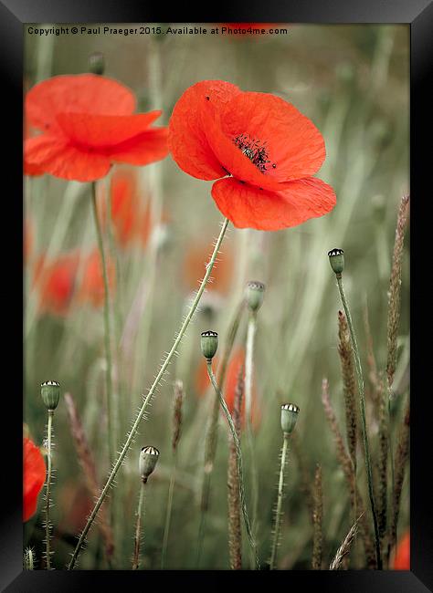  Red field poppy Framed Print by Paul Praeger