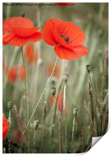  Red field poppy Print by Paul Praeger