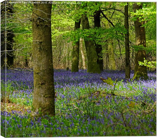  Bluebell Woods Canvas Print by Paul Chambers