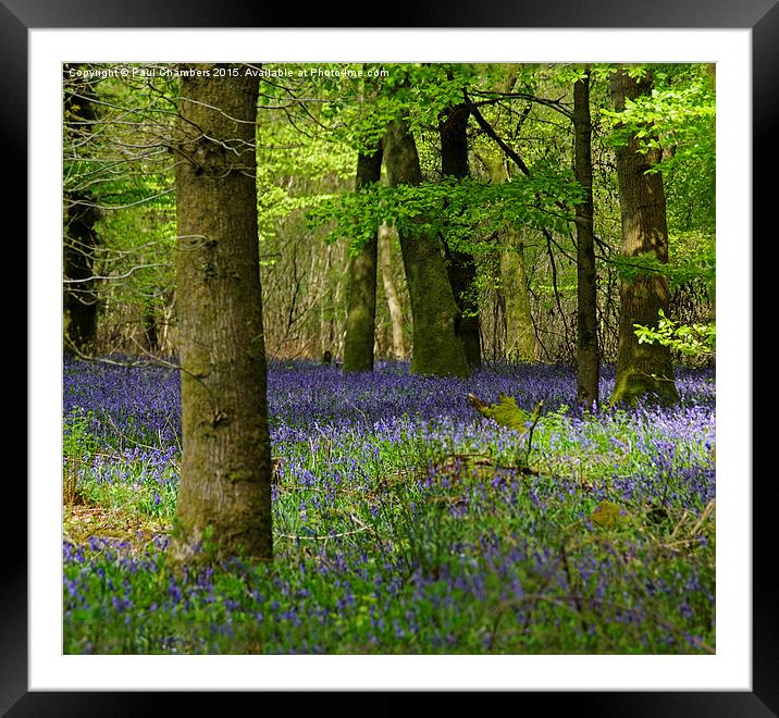  Bluebell Woods Framed Mounted Print by Paul Chambers