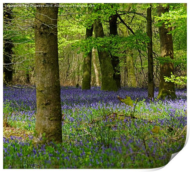  Bluebell Woods Print by Paul Chambers