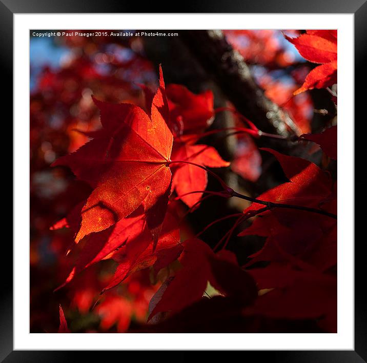  Autumn Azaleas Framed Mounted Print by Paul Praeger
