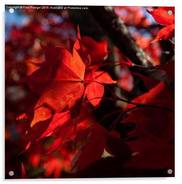 Autumn Azaleas Acrylic by Paul Praeger