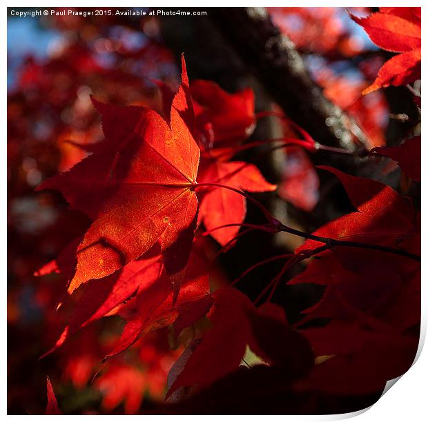  Autumn Azaleas Print by Paul Praeger