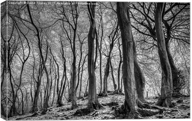 Twisted Beech  Canvas Print by David Tinsley