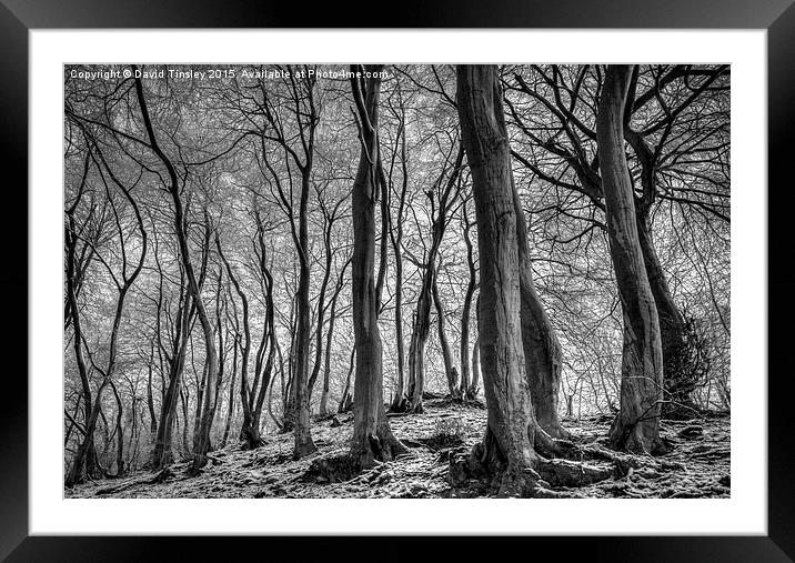 Twisted Beech  Framed Mounted Print by David Tinsley