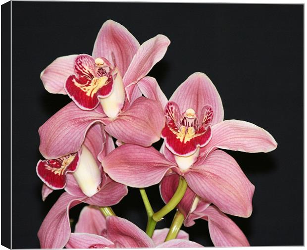 Pink Cymbidium orchid 3 Canvas Print by Ruth Hallam