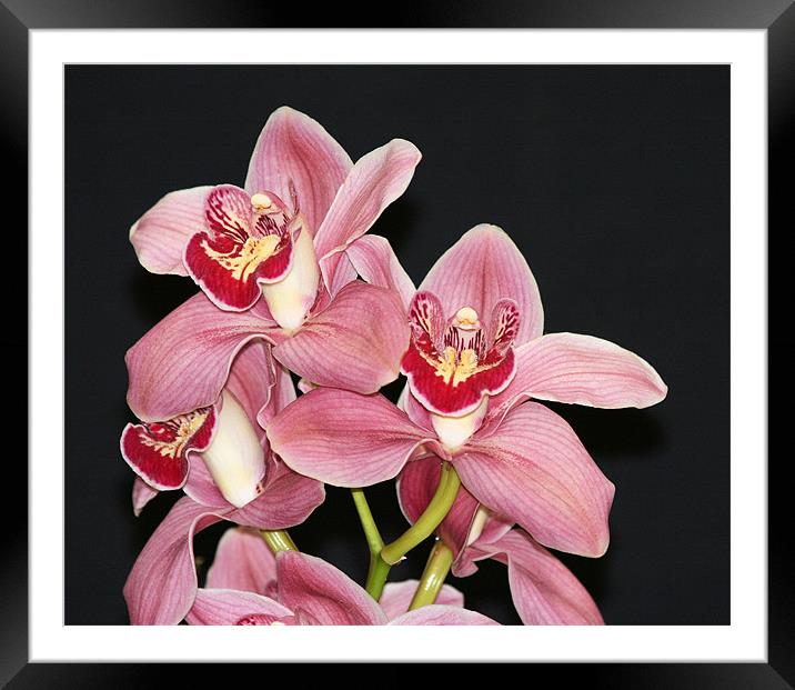 Pink Cymbidium orchid 3 Framed Mounted Print by Ruth Hallam