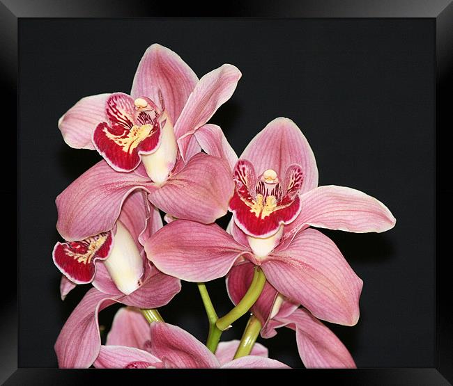 Pink Cymbidium orchid 3 Framed Print by Ruth Hallam
