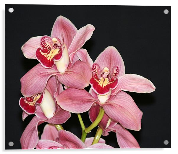 Pink Cymbidium orchid 3 Acrylic by Ruth Hallam