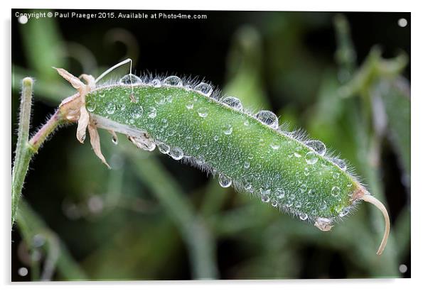  Dew on a Sweet-pea pod Acrylic by Paul Praeger