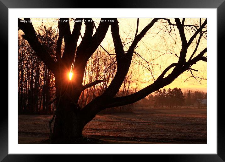  Frosty Sunrise Framed Mounted Print by shawn mcphee I