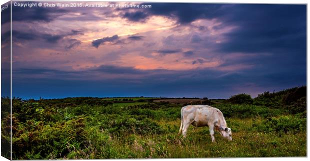 Cow before the storm Canvas Print by Black Key Photography