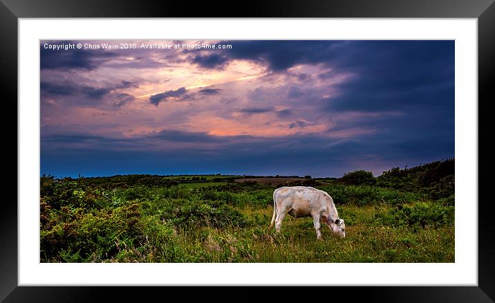 Cow before the storm Framed Mounted Print by Black Key Photography