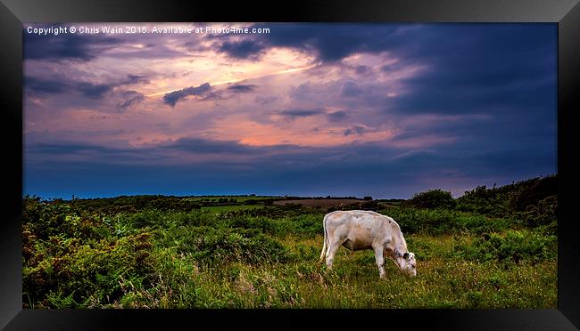 Cow before the storm Framed Print by Black Key Photography