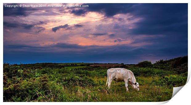 Cow before the storm Print by Black Key Photography