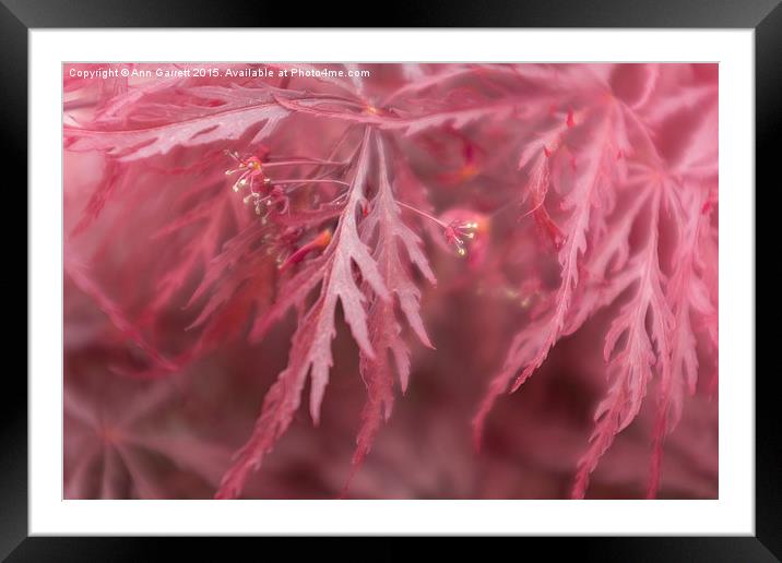 Scarlet Acer Abstract Framed Mounted Print by Ann Garrett