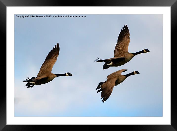 Canadian Geese Trio Framed Mounted Print by Mike Dawson