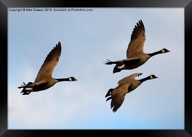 Canadian Geese Trio Framed Print by Mike Dawson