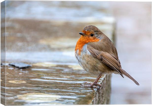  Robin in the Rain Canvas Print by Colin Evans