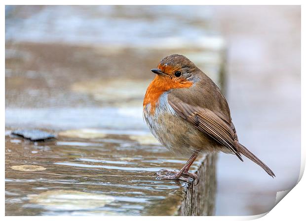  Robin in the Rain Print by Colin Evans