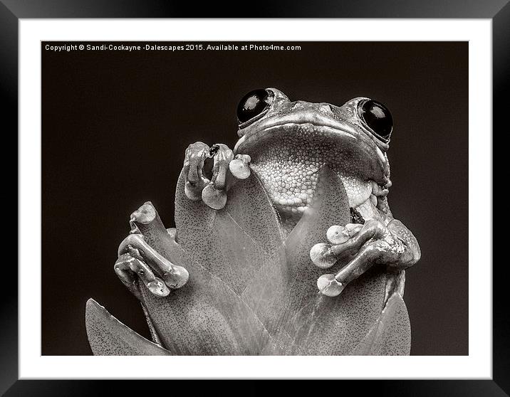  Peacock Tree Frog in Monochrome Framed Mounted Print by Sandi-Cockayne ADPS