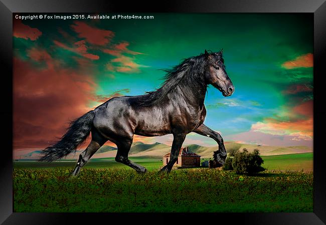  Black stallion Framed Print by Derrick Fox Lomax