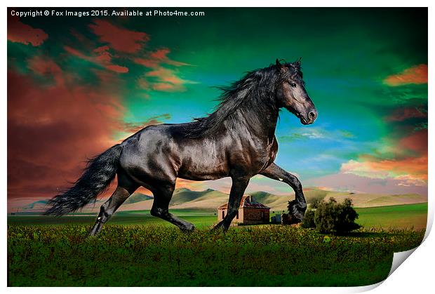  Black stallion Print by Derrick Fox Lomax