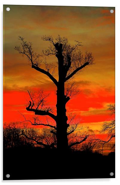  Sunrise or Sunset Acrylic by Sue Bottomley