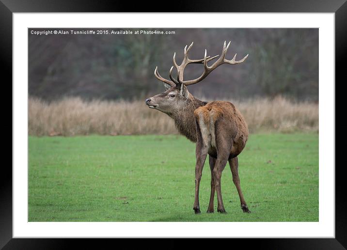  Imperial Red Deer Stag Framed Mounted Print by Alan Tunnicliffe