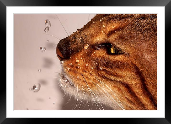  Thirsty Tiger by JCstudios Framed Mounted Print by JC studios LRPS ARPS