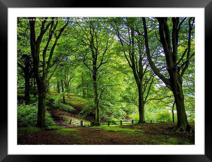  The gate in the wood Framed Mounted Print by Gary Peacock