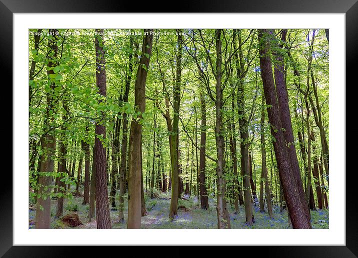  Light Trees and The Bluebells  Framed Mounted Print by Kenneth  McArthur