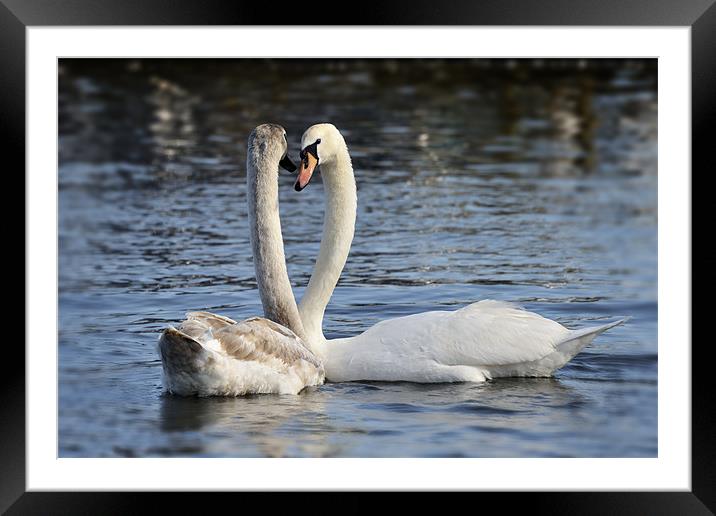 Loving swans Framed Mounted Print by Stephen Mole