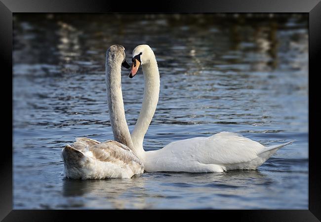 Loving swans Framed Print by Stephen Mole