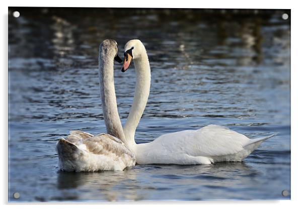 Loving swans Acrylic by Stephen Mole