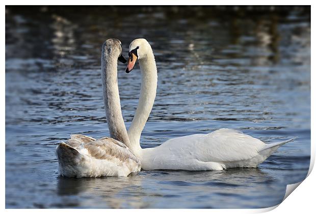 Loving swans Print by Stephen Mole