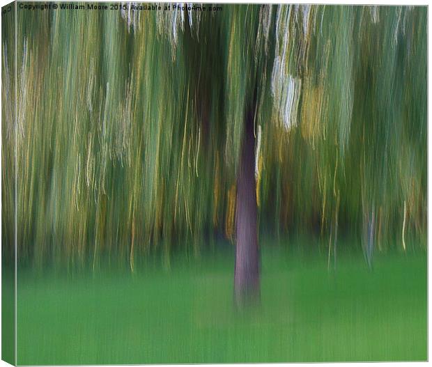  Willow Tree Canvas Print by William Moore
