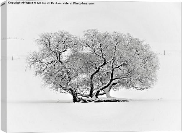  Tree in Winter Canvas Print by William Moore
