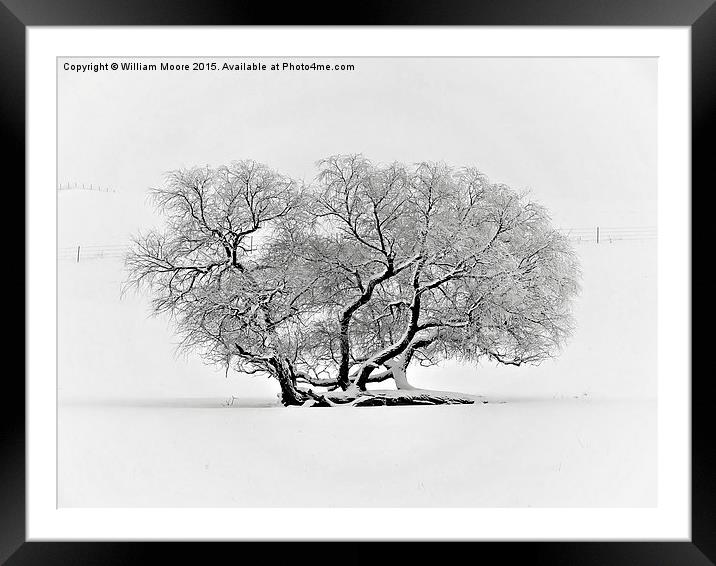  Tree in Winter Framed Mounted Print by William Moore